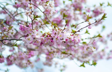 Dal ve gökyüzüne karşı çiçekler. Mavi gökyüzüne karşı bahar beyaz çiçekleri.