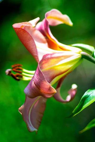 Lily Flower Closeup Lily Branch Two Flowers Bud Orange Yellow — Stock Photo, Image