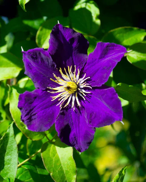 Purple Clematis Flowers Clematis Viticella — Stock Photo, Image