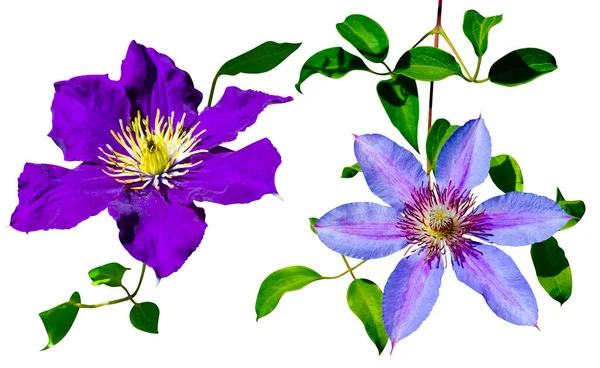 Collectie Paarse Clematis Bloemen Geïsoleerd Witte Achtergrond — Stockfoto