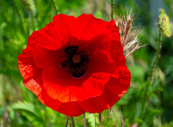 Fleur Pavot Closeup Floral Background Field Coquelicots — Photo