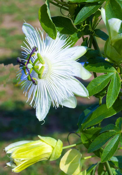 Güzel Kıvırcık Çiçek Passiflora Tutku Çiçeği — Stok fotoğraf