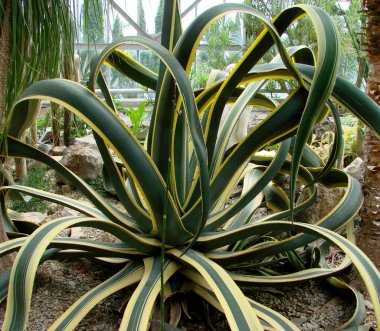 Agave desmettiana 'Variegata', Variegated Smooth Agave Plant                                  