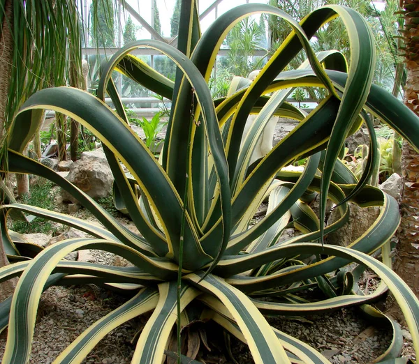Agave desmettiana 'Variegata', Variegated Smooth Agave Plant                                  