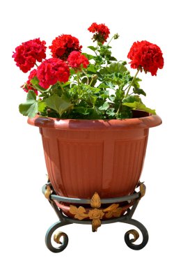 çiçek kırmızı pelargonyum beyaz arkaplanda izole