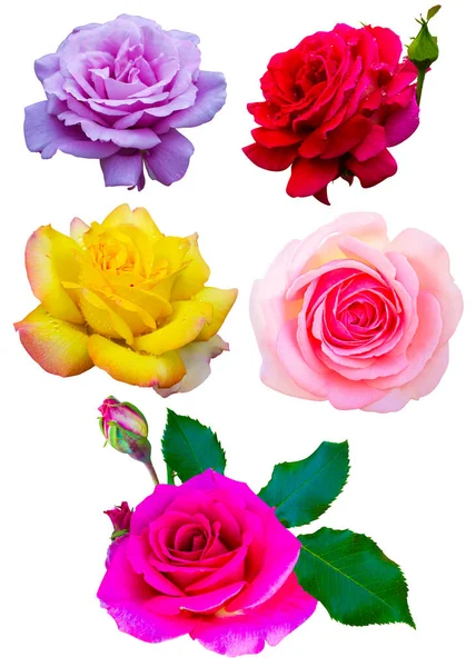 Rose Flores Conjunto Isolado Fundo Branco — Fotografia de Stock