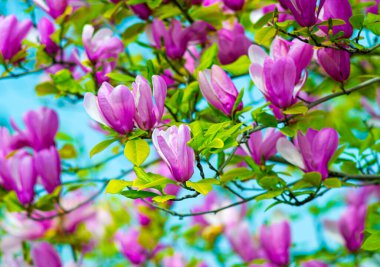 birkaç Manolya çiçek dekorasyon. pembe Manolya çiçek. Manolya. Manolya çiçek