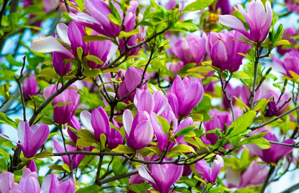 birkaç Manolya çiçek dekorasyon. pembe Manolya çiçek. Manolya. Manolya çiçek