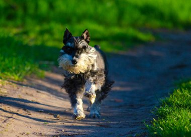 Köpek minyatür schnauzer yol boyunca koşar.
