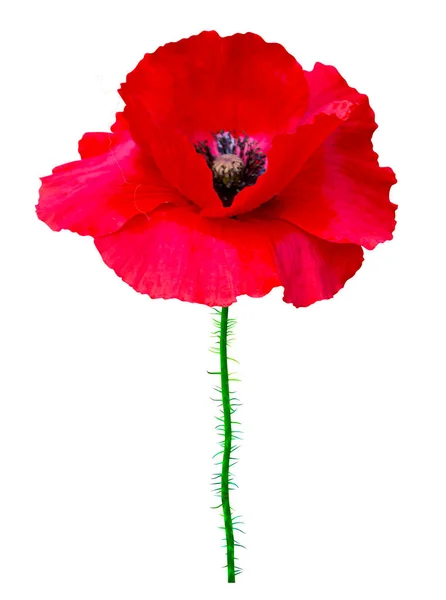 Poppy Röd Vallmo Isolerad Vita Background Red Vallmo Vackra Enda — Stockfoto