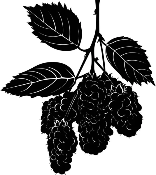 Vector Silhouette Blackberry Berries Isolated White Background — ストックベクタ