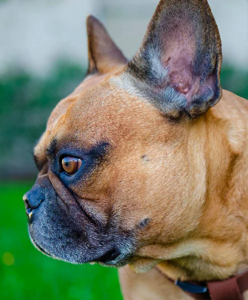 Retrato Perro Bulldog Francés Primer Plano Cabeza Bulldog —  Fotos de Stock