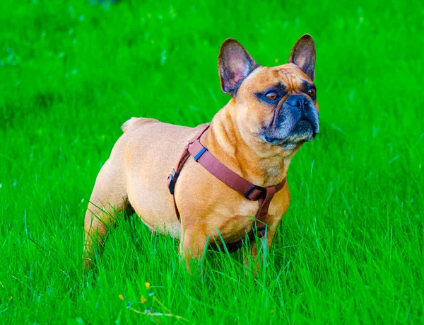 Retrato Perro Bulldog Francés Primer Plano Cabeza Bulldog —  Fotos de Stock