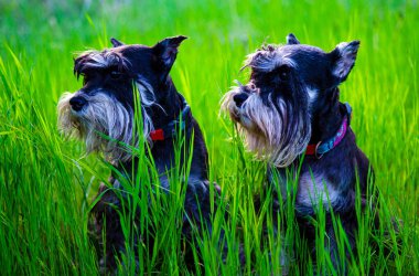 two dogs miniature miniature schnauzer in the green lush grass.Dogs of the miniature schnauzer breed close-up