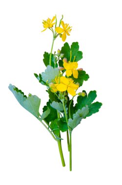 Tıbbi bitki selandin beyaz arkaplanda izole edilmiş.