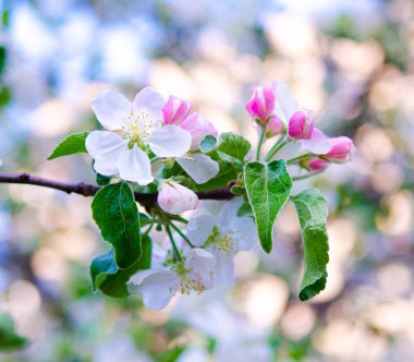 apple tree in bloom.pink and white apple flowers in sunlight outdoor.Blooming apple tree in spring time.