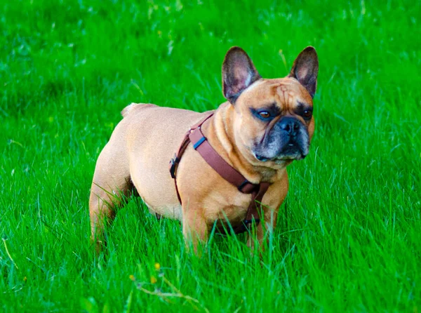 Porträt Einer Französischen Bulldogge Großaufnahme Kopf Einer Bulldogge — Stockfoto