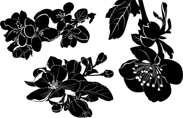 Silhouette Vettoriale Set Botanica Collezione Fiori Melo Fiori Ciliegio Fiore — Vettoriale Stock