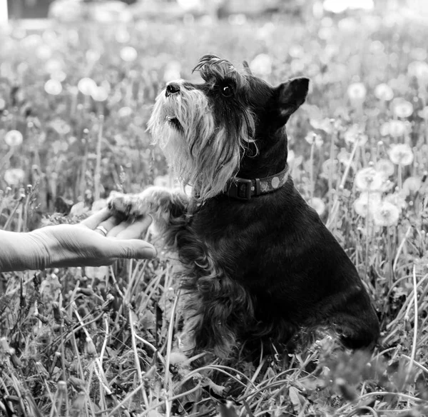 dog miniature miniature schnauzer gives a paw to the owner. black and white photo of a dog