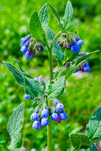 Comfrey Symphytum Officinale Flores Utilizado Medicina Orgánica —  Fotos de Stock