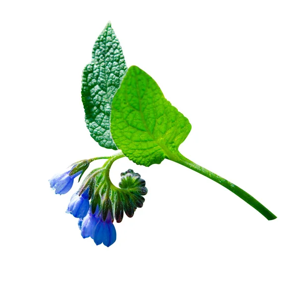 Szerves Gyógyászatban Használt Comfrey Symphytum Officinale Virágok Komfrey Virágok Elszigetelt — Stock Fotó