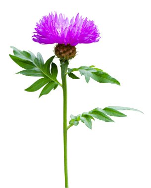 süt devedikeni çiçekleri beyaz arkaplanda izole