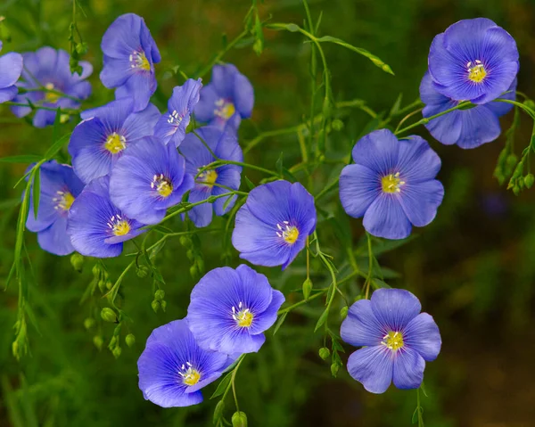 Flax Flowers Close Flax Field — Stock Photo, Image