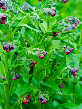 Comfrey (Symphytum officinale) organik tıpta kullanılan çiçekler