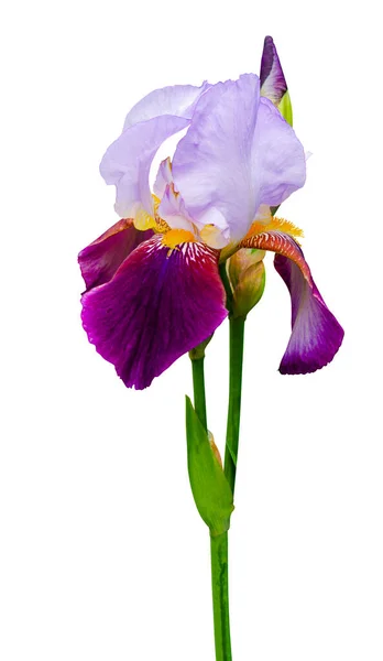 Iris Blomma Isolerad Vit Bakgrund — Stockfoto