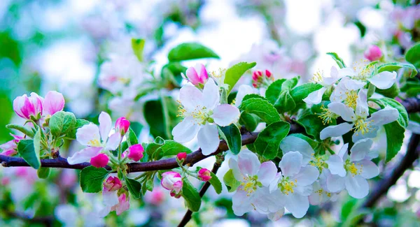 Apple Tree Bloom Pink White Apple Flowers Sunlight Outdoor Blooming — Photo