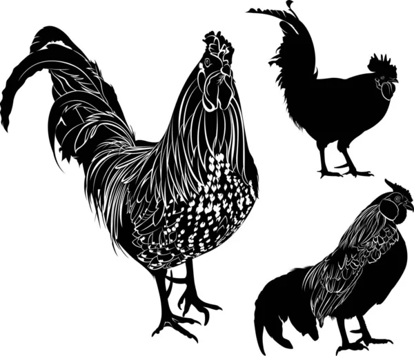 Set Aves Corral Aisladas Blanco Background Collection Vector Silueta Gallo — Vector de stock