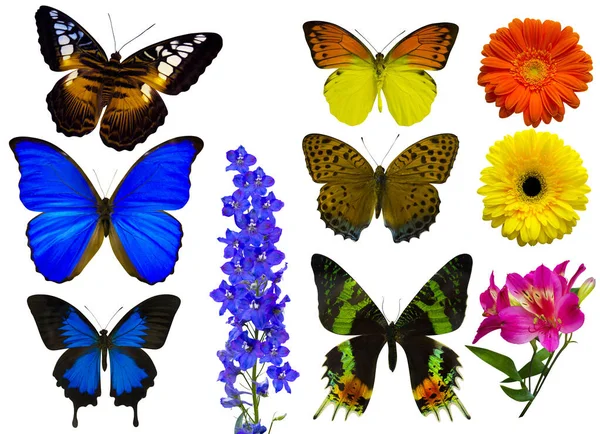 在白色的背景上被隔离的蝴蝶和花朵的集合 — 图库照片