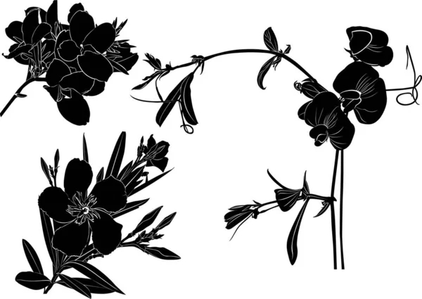 Nastavit Vektorové Siluety Divoké Květiny Izolované Bílém Pozadí — Stockový vektor