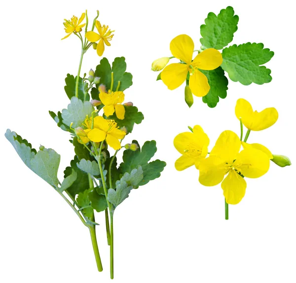Léčivá Rostlina Celandin Izolované Bílém Pozadí — Stock fotografie