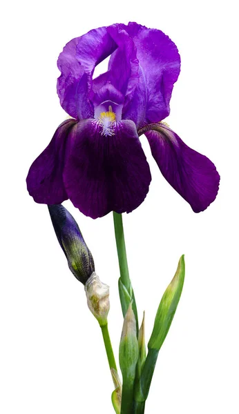 Iris Fleur Isolée Sur Fond Blanc — Photo