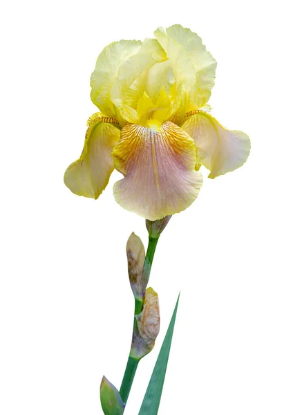 Irisbloem Geïsoleerd Witte Achtergrond — Stockfoto