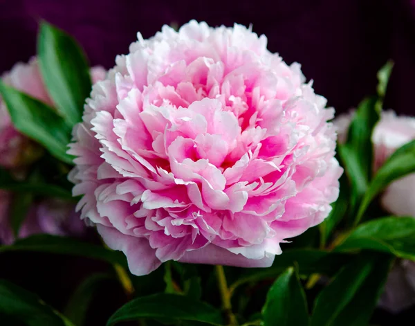 Een Takje Bloeiende Pioenenbloemen Bloeiende Pioenachtige Bloemen — Stockfoto