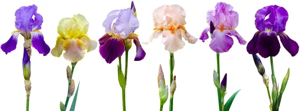 Sammlung Iris Blume Isoliert Auf Weißem Hintergrund — Stockfoto