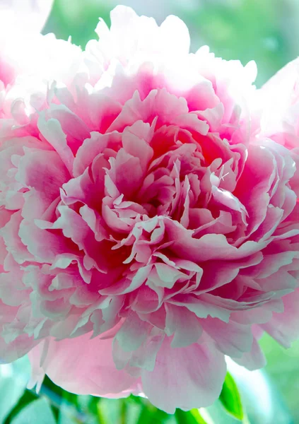 Гілочка Квітучих Півонійних Квітів Квітучі Півонічні Квіти — стокове фото