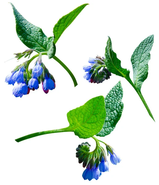 Set Comfrey Symphytum Officinale Flowers Used Organic Medicine Comfrey Flowers — Stock Photo, Image