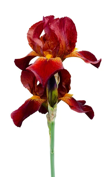 Iris Blomma Isolerad Vit Bakgrund — Stockfoto