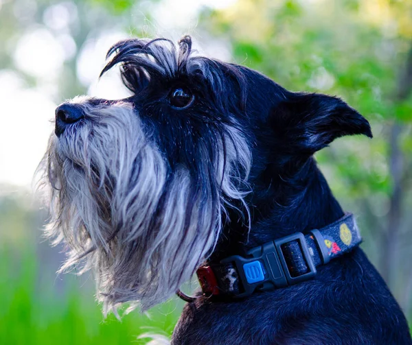 two dogs miniature miniature schnauzer in the green lush grass.Dogs of the miniature schnauzer breed close-up