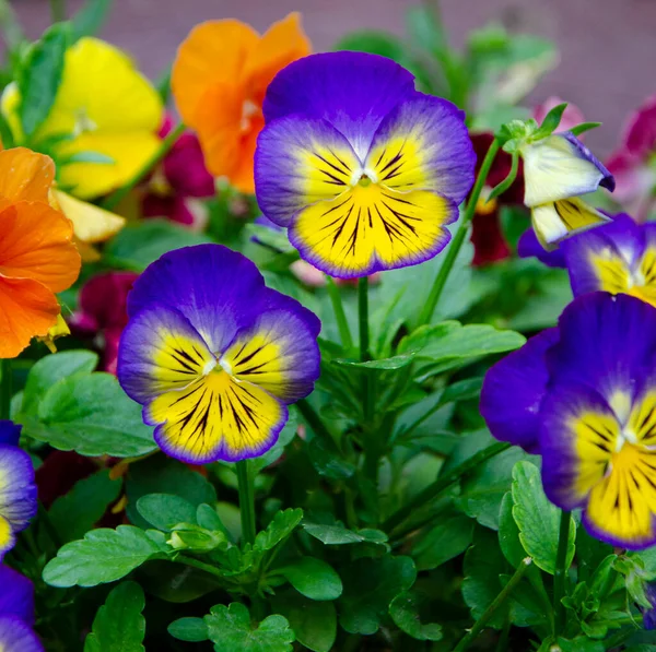 Lila Stiefmütterchenblumen Beet Stiefmütterchenblumen — Stockfoto