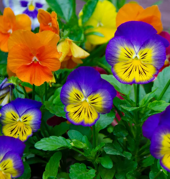 Púrpura Pansy Flowers Flower Cama Pansy Flores — Foto de Stock