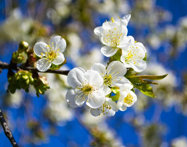 Rameau Abricot Fleurs Contre Ciel — Photo