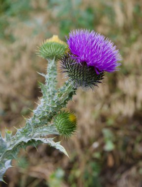 Devedikeni çiçekleri. Devedikeni çiçekleri, yakın. Silybum marianum bitkisel çaresi 