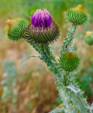 Devedikeni çiçekleri. Devedikeni çiçekleri, yakın. Silybum marianum bitkisel çaresi 