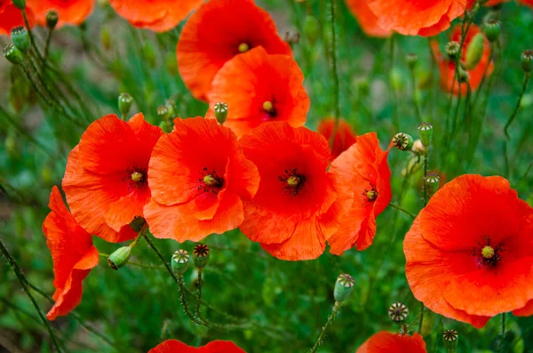 Feld Der Roten Mohnblumen Bei Sonnenuntergang Blume Nahaufnahme Natur Bunte — Stockfoto
