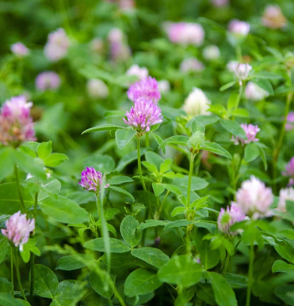 Clover Flower Close Botany Trifolium Rubens — Stock Photo, Image