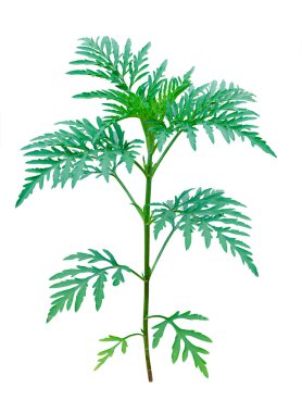 ambrosia çiçekleri beyaz arkaplanda izole edilmiş